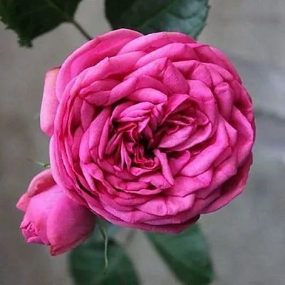 Роза ПИНК ПИАНО чайно-гибридная  Роза ПИНК ПИАНО чайно-гибридная в Борисове