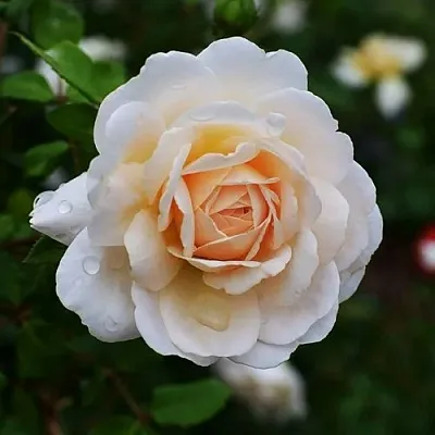 Роза КРОКУС РОУЗ английская  Роза КРОКУС РОУЗ английская в Борисове