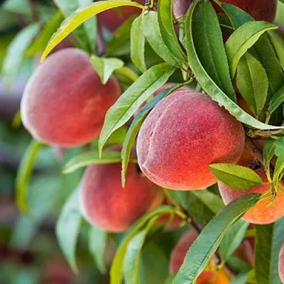 Персик РЕД ХЕВЕН  Персик РЕД ХЕВЕН в Борисове