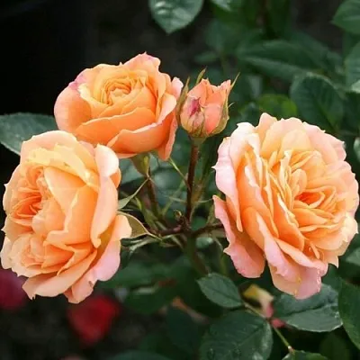 Роза КЛЕМЕНТИНА миниатюрная  Роза КЛЕМЕНТИНА миниатюрная в Борисове