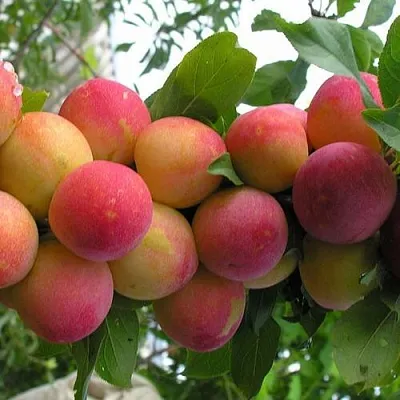 Слива СКОРОПЛОДНАЯ  Слива СКОРОПЛОДНАЯ в Борисове