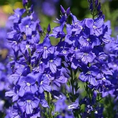 Вероника австрийская  Вероника австрийская в Борисове