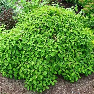 Дерен КЕЛСЕИ шелковистый   Дерен КЕЛСЕИ шелковистый  в Борисове