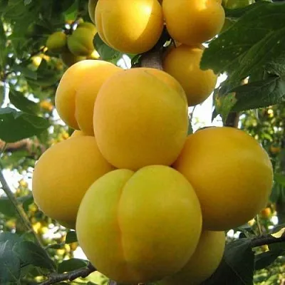 Слива ЛОДВА  Слива ЛОДВА в Борисове