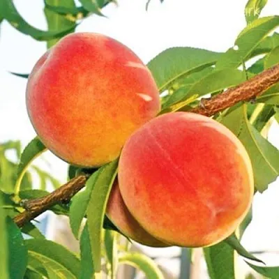 Персик ОНТАРИО  Персик ОНТАРИО в Борисове