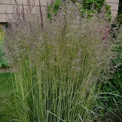 Вейник АВАЛАНШ остроцветковый  Вейник АВАЛАНШ остроцветковый в Борисове