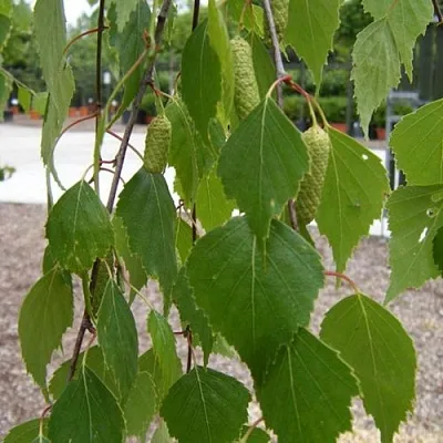 Береза ФАСЦИНЕЙШЕН белая   Береза ФАСЦИНЕЙШЕН белая  в Борисове