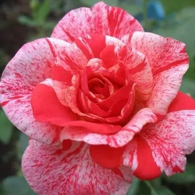 Роза ФИЛАТЕЛИЯ чайно-гибридная  Роза ФИЛАТЕЛИЯ чайно-гибридная в Борисове