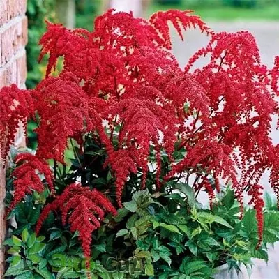 Астильба РЕД ЧАРМ Арендса  Астильба РЕД ЧАРМ Арендса в Борисове