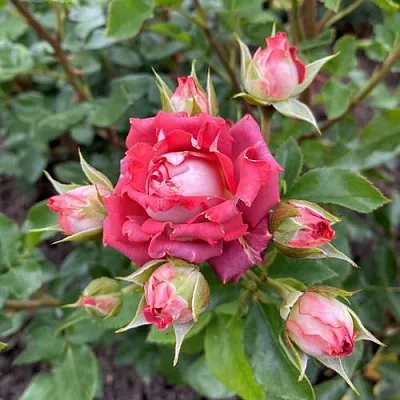 Роза ТИРАМИСУ спрей  Роза ТИРАМИСУ спрей в Борисове