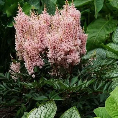 Астильба ЛУК ЭТ МИ японская  Астильба ЛУК ЭТ МИ японская в Борисове