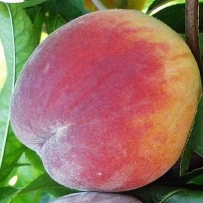 Персик ТОП СВИТ  Персик ТОП СВИТ в Борисове