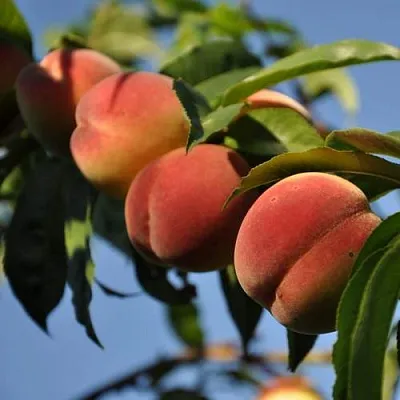 Персик ДАЧНЫЙ  Персик ДАЧНЫЙ в Борисове