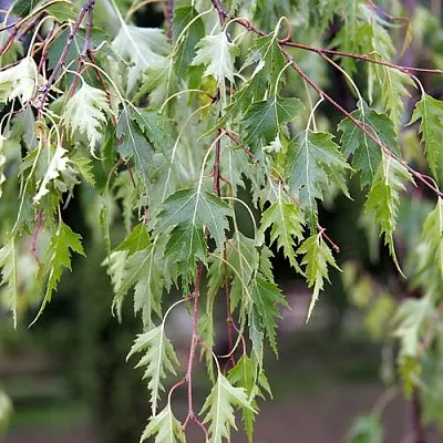 Береза повислая Далекарлийская Береза повислая Далекарлийская