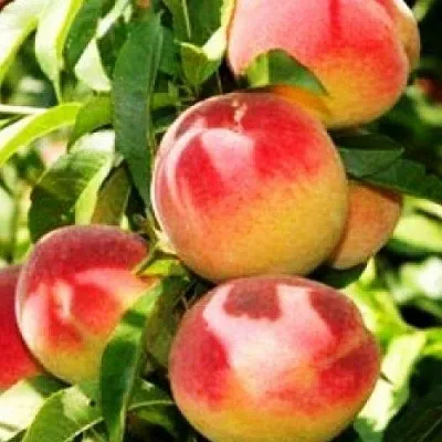 Персик НОВОСЕЛКОВСКИЙ  Персик НОВОСЕЛКОВСКИЙ в Борисове