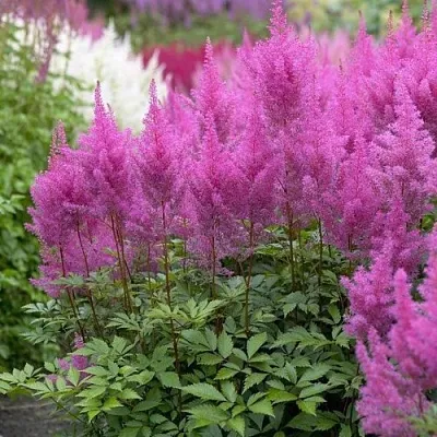 Астильба АМЕТИСТ Арендса  Астильба АМЕТИСТ Арендса в Борисове