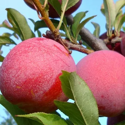 Слива ОЗАРК ПРЕМЬЕР  Слива ОЗАРК ПРЕМЬЕР в Борисове