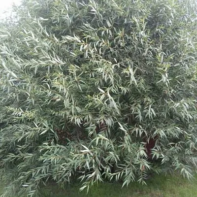 Ива СЕРЕБРИСТАЯ  Ива СЕРЕБРИСТАЯ в Борисове