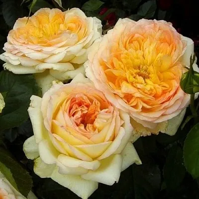 Роза Альфонс Доде Роза Альфонс Доде