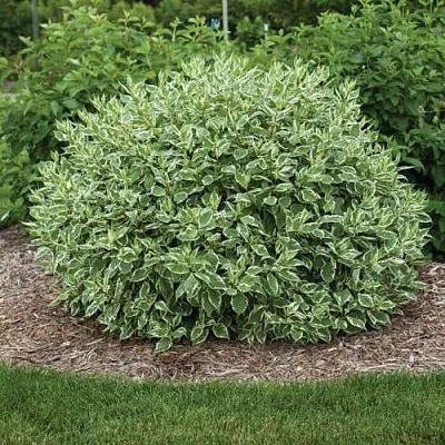 Саженцы дерена Элегантиссима Саженцы дерена Элегантиссима