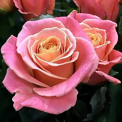 Роза МИСС ПИГГИ чайно-гибридная  Роза МИСС ПИГГИ чайно-гибридная в Борисове