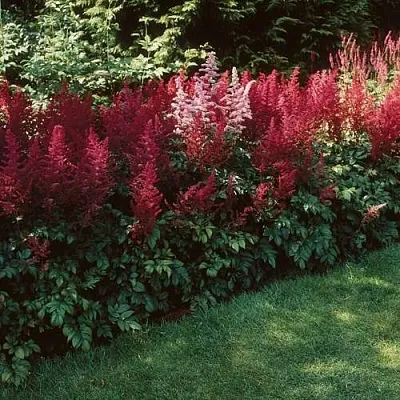 Астильба ГРАНАТ Арендса  Астильба ГРАНАТ Арендса в Борисове