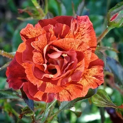 Роза САММЕР ЛОДЖ шраб  Роза САММЕР ЛОДЖ шраб в Борисове