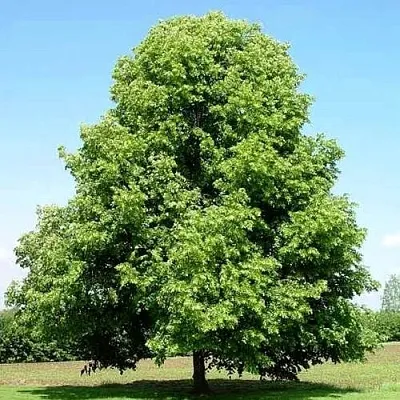 Липа мелколистная  Липа мелколистная в Борисове