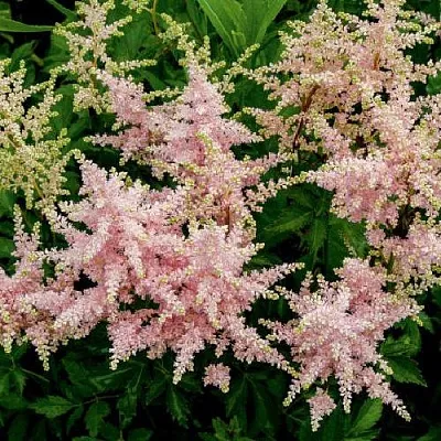 Астильба СЕСТРА ТЕРЕЗА Арендса  Астильба СЕСТРА ТЕРЕЗА Арендса в Борисове