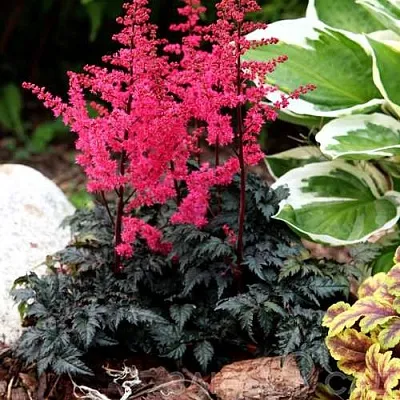 Астильба МУЛЕН РУЖ курчавая  Астильба МУЛЕН РУЖ курчавая в Борисове