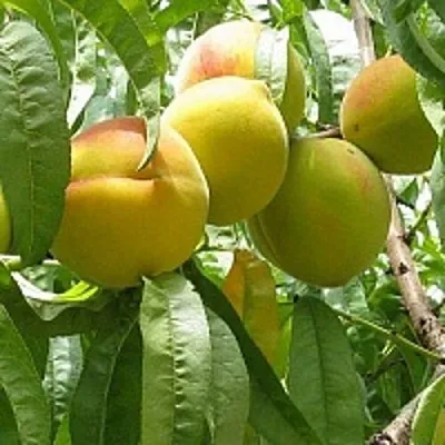 Персик СЕЯНЕЦ СТАРКА  Персик СЕЯНЕЦ СТАРКА в Борисове