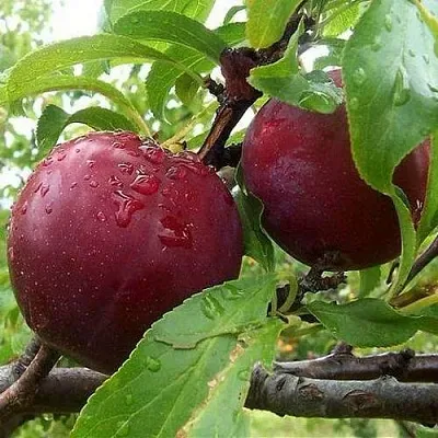 Слива КЛЕОПАТРА  Слива КЛЕОПАТРА в Борисове