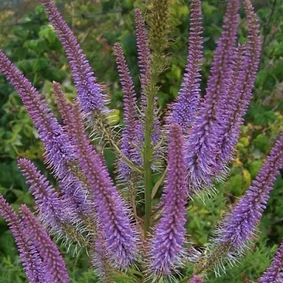 Вероникаструм ФАСЦИНЕЙШН  Вероникаструм ФАСЦИНЕЙШН в Борисове