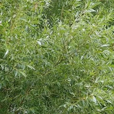 Ива ВИТЕЛЛИНА белая   Ива ВИТЕЛЛИНА белая  в Борисове