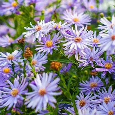 Астра ЛИТТЛ КАРЛОУ сердцелистная  Астра ЛИТТЛ КАРЛОУ сердцелистная в Борисове