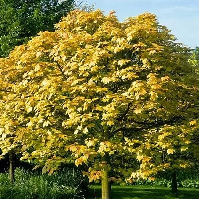 Клен ложноплатановый  Клен ложноплатановый в Борисове