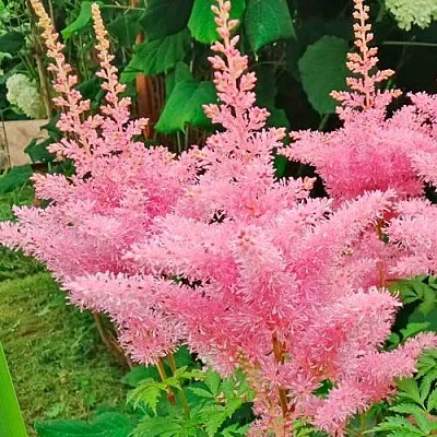 Астильба ЭДЕНС ОДИССЕЙ Арендса  Астильба ЭДЕНС ОДИССЕЙ Арендса в Борисове