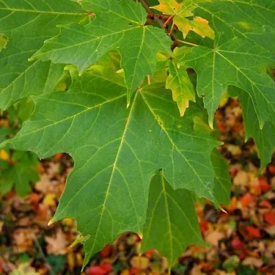 Клен сахарный  Клен сахарный в Борисове