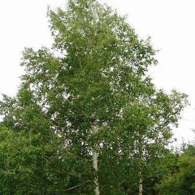 Береза бородавчатая  Береза бородавчатая в Борисове