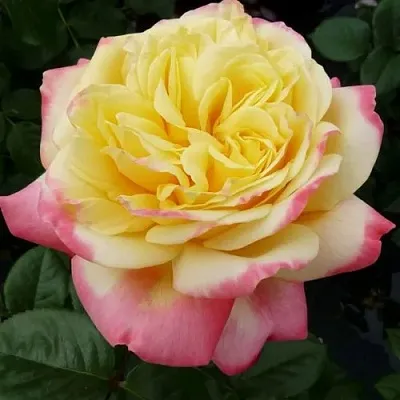 Роза КОРДЕС ДЖУБИЛИ чайно-гибридная  Роза КОРДЕС ДЖУБИЛИ чайно-гибридная в Борисове