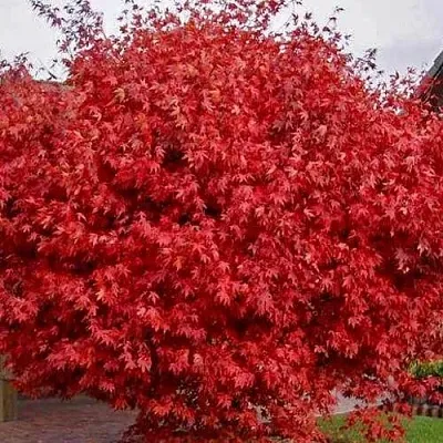 Клен гиннала   Клен гиннала  в Борисове