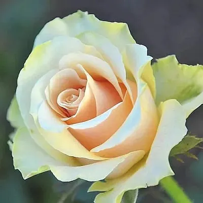 Роза ТАЛЕЯ чайно-гибридная  Роза ТАЛЕЯ чайно-гибридная в Борисове