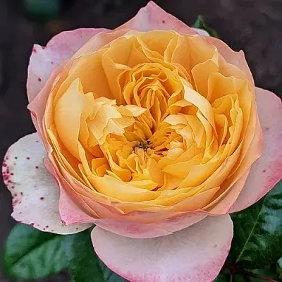 Роза ГОЛДЕН ВУВУЗЕЛА чайно-гибридная  Роза ГОЛДЕН ВУВУЗЕЛА чайно-гибридная в Борисове