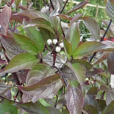 Дерен КЕССЕЛЬРИНГИ  Дерен КЕССЕЛЬРИНГИ в Борисове