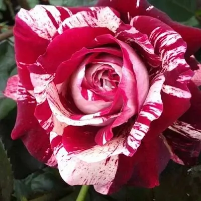 Роза ХУЛИО ИГЛЕСИАС чайно-гибридная  Роза ХУЛИО ИГЛЕСИАС чайно-гибридная в Борисове