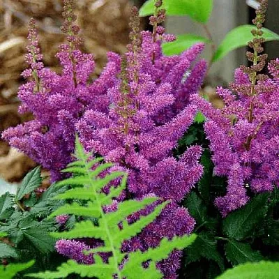 Астильба БЛЭК ЭНД БЛУ китайская  Астильба БЛЭК ЭНД БЛУ китайская в Борисове