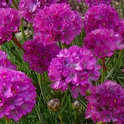 Армерия МОНИНГ СТАР ДИП РОУЗ  Армерия МОНИНГ СТАР ДИП РОУЗ в Борисове