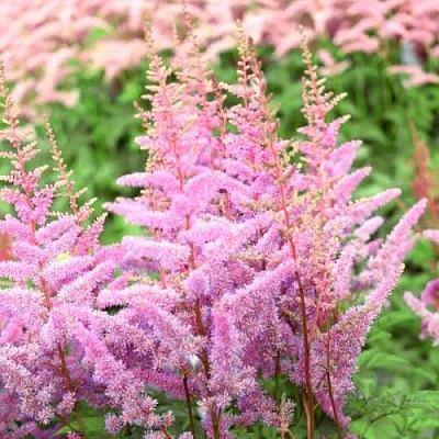 Астильба АМЕРИКА Арендса  Астильба АМЕРИКА Арендса в Борисове