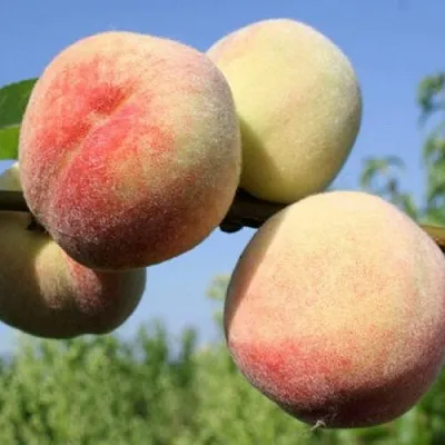 Персик ДОНЕЦКИЙ БЕЛЫЙ  Персик ДОНЕЦКИЙ БЕЛЫЙ в Борисове