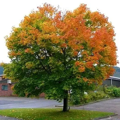 Клен остролистный  Клен остролистный в Борисове